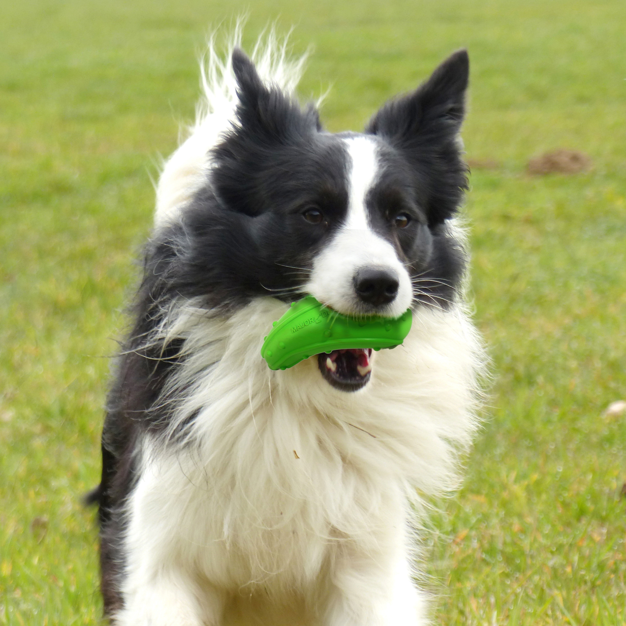 Major Dog Zucchini