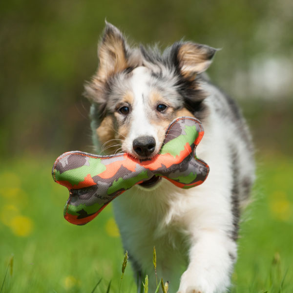 Major Dog Bone Large