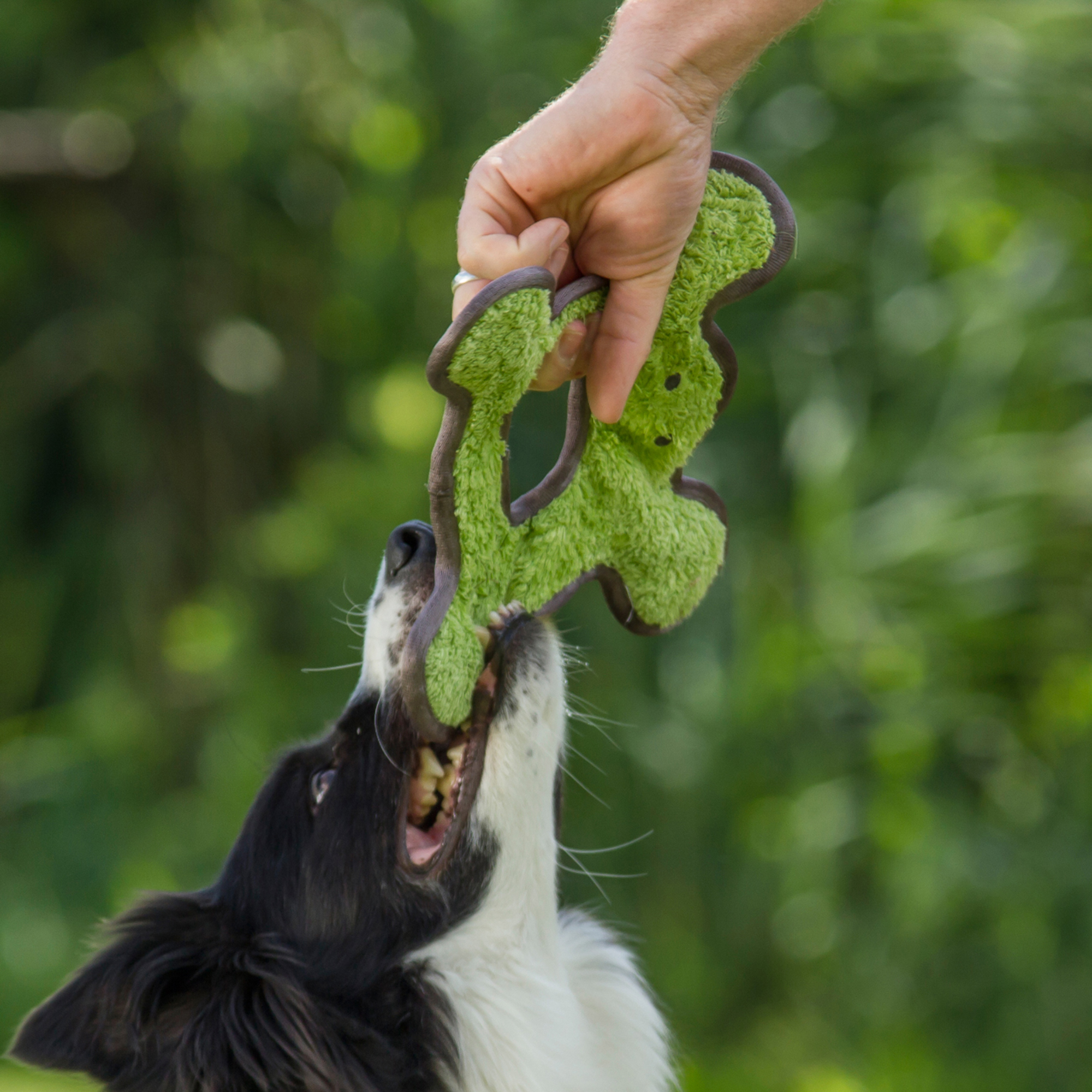 Major Dog Frog with Plush