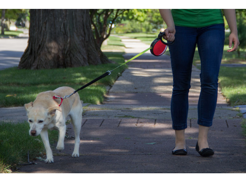 Smart Leash Rollijn Zwart