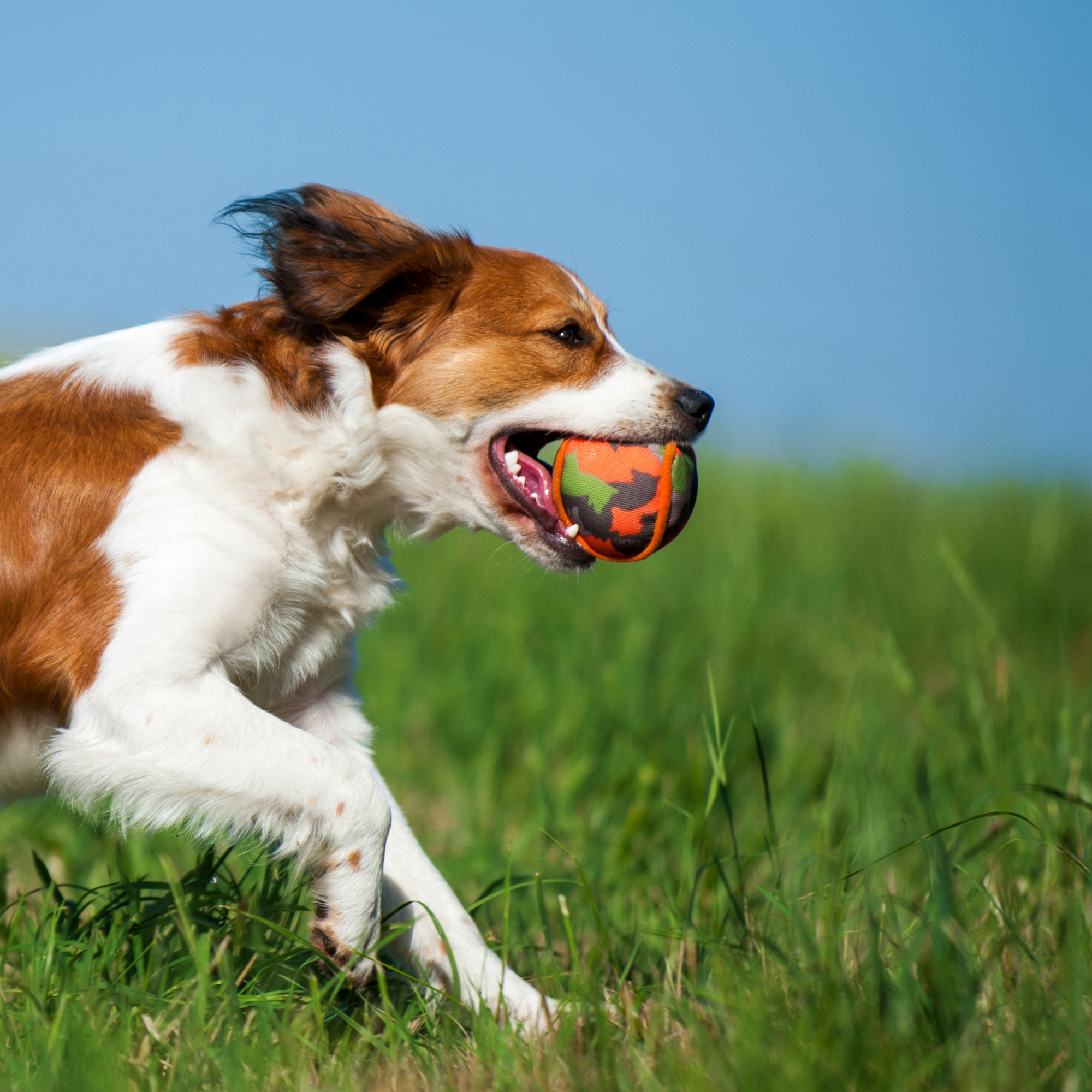 Major Dog Marble Cloth Ball