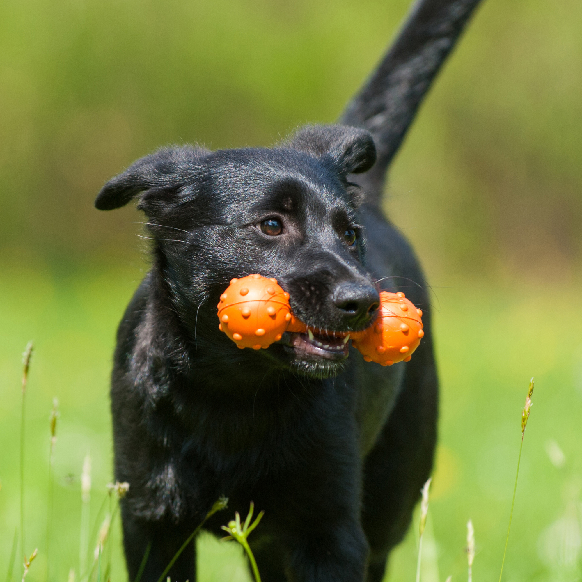 Major Dog Barbell mini