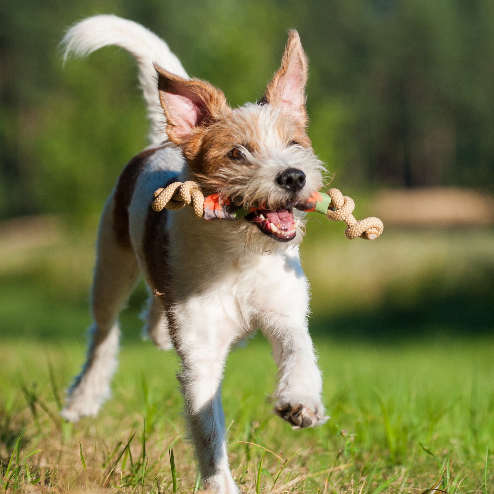 Major Dog Catch Dummy