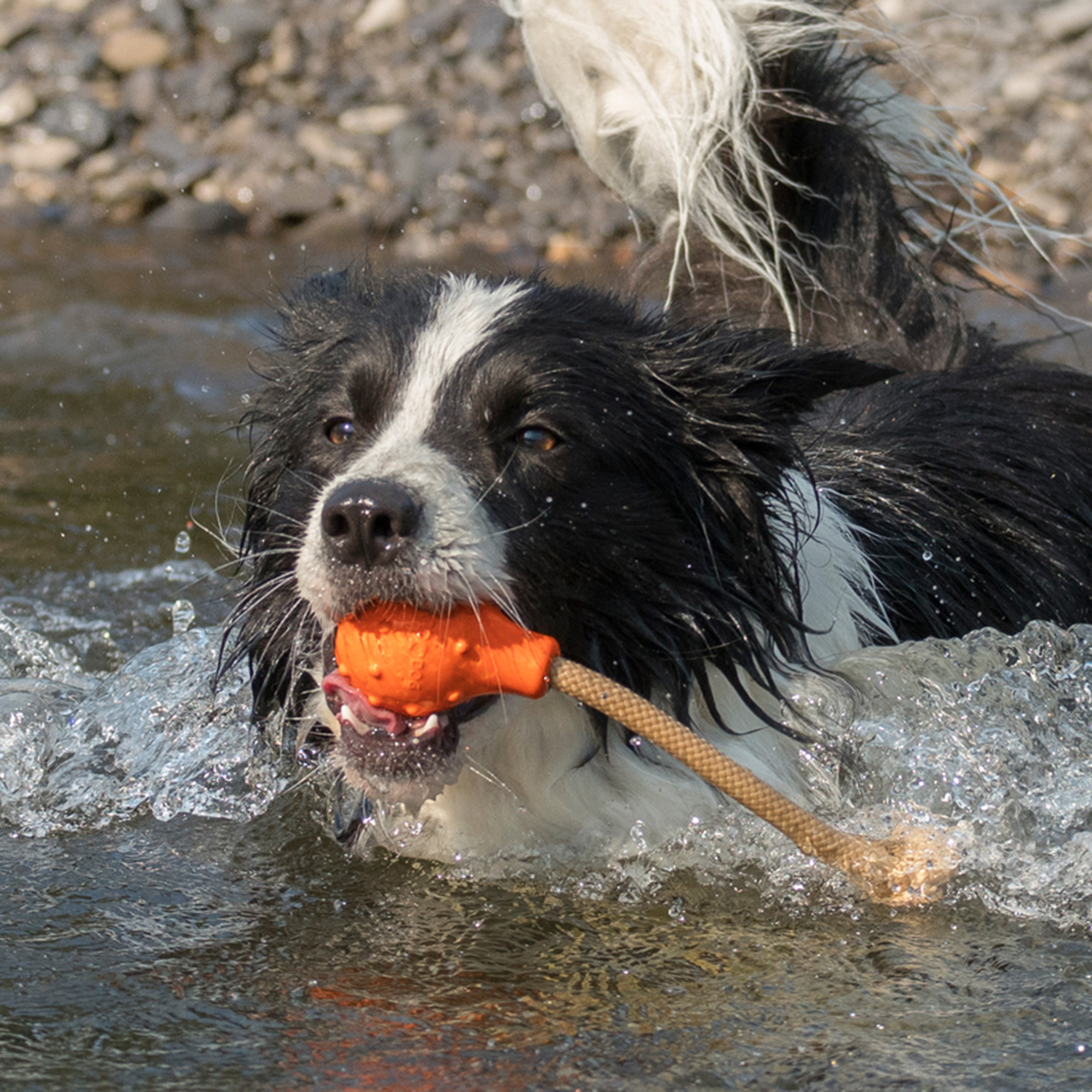 Major Dog Swimming Eddy Small