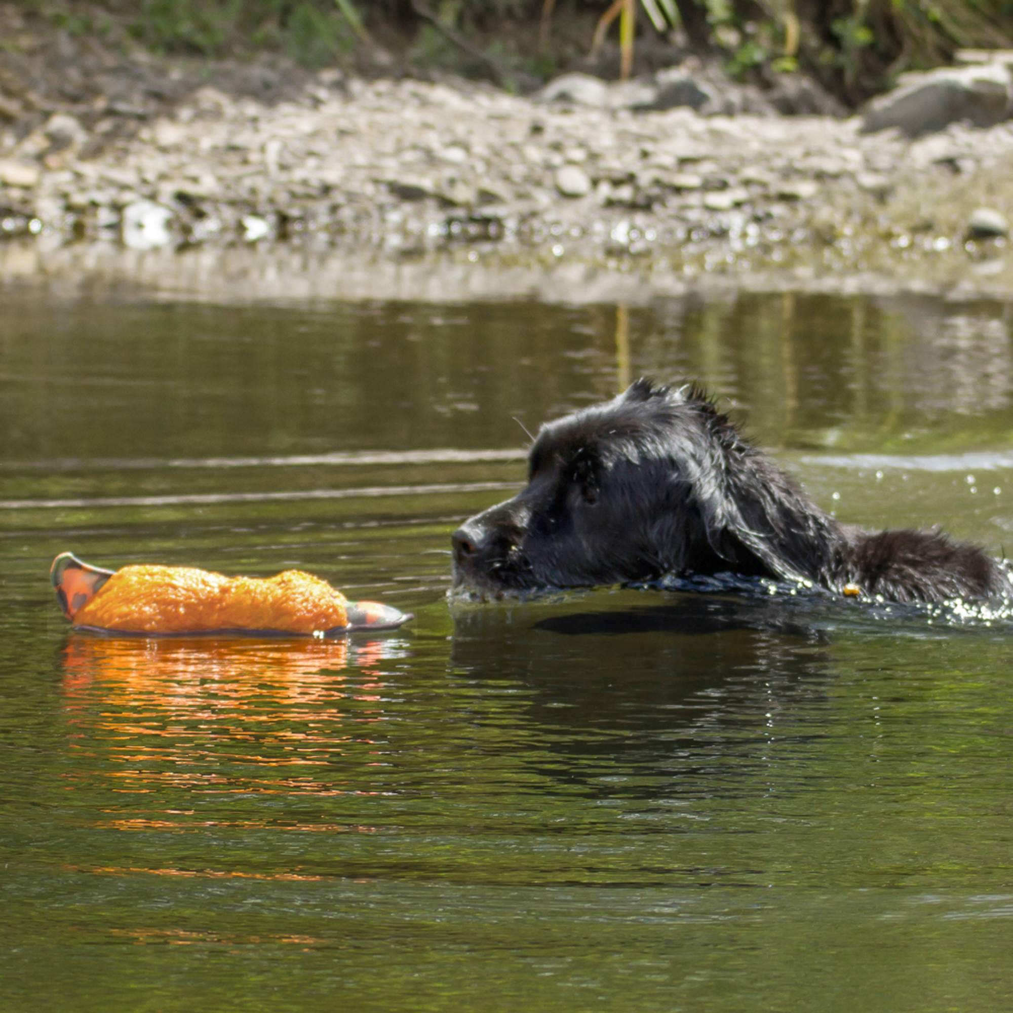 Major Dog Duck with Plush