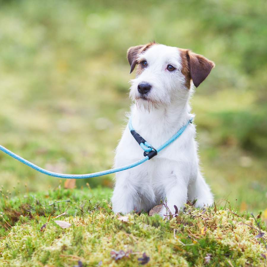 Rukka Pets Rope Retriever Looplijn