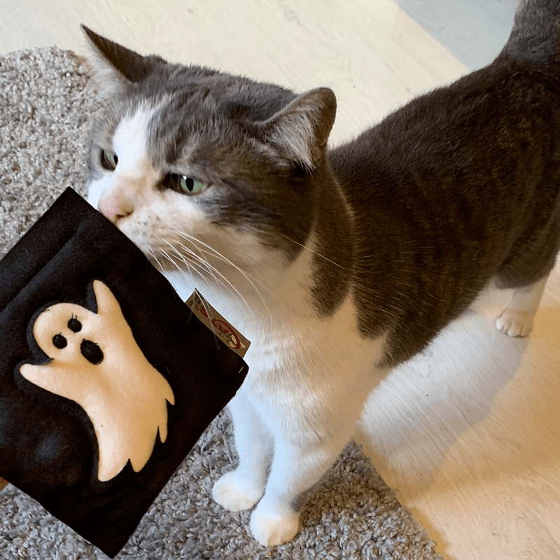 4cats Halloween kussens met motief met kat