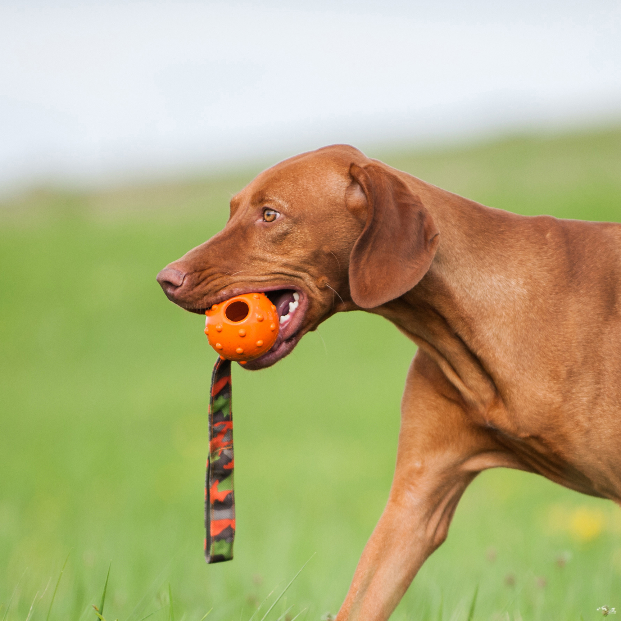 Major Dog Speed Sling Ball Large