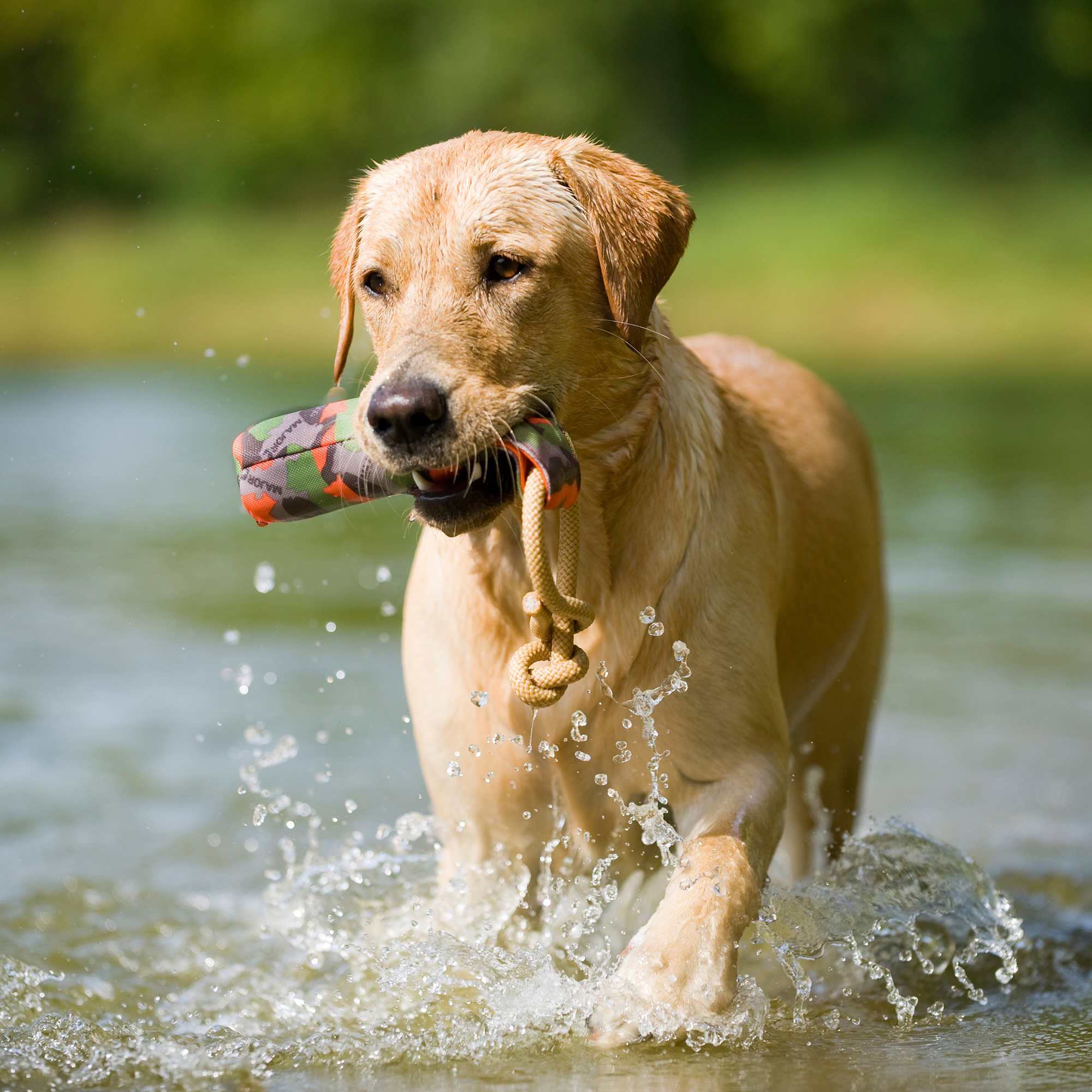 Major Dog Buoy Small